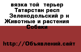 вязка той- терьер - Татарстан респ., Зеленодольский р-н Животные и растения » Собаки   
